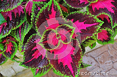 Three colours plant - the coleus blumei benth Stock Photo