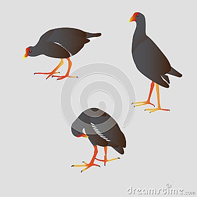 Three Common moorhens Vector Illustration