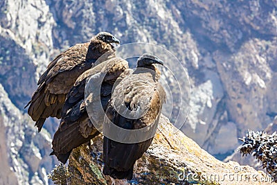 Three Condors at Colca canyon sitting,Peru,South America. This is a condor the biggest flying bird on earth Stock Photo