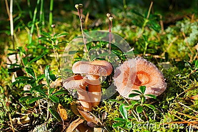 Three coral milky cap mushrooms on green moss background grow in forest close up, Lactarius torminosus beautiful edible mushrooms Stock Photo