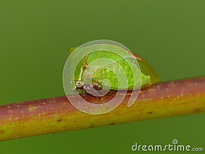 Three-cornered Alfalfa Hopper On Stem Stock Photo