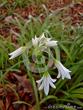 Three-cornered Garlic Flowers in the Woods Stock Photo