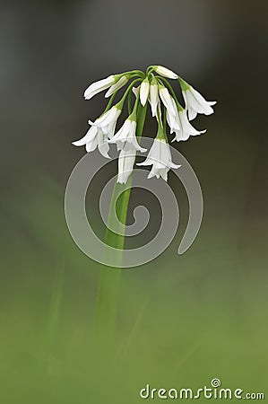 Three-cornered Leek Stock Photo