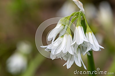 Three cornered leek allium triquetrum flower Stock Photo