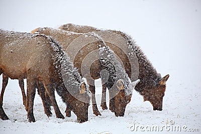 Three cow elk grazing in a winter snow storm Stock Photo