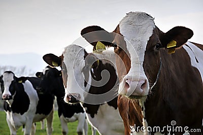 Three cows Stock Photo