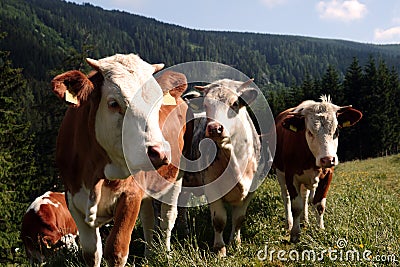 Three Cows Stock Photo