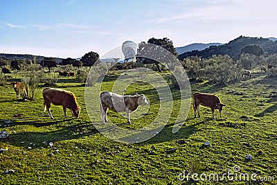 Three cows walking through the field and a large antenna in the background. Stock Photo