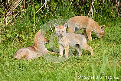 Three coyote pups in grass on a spring day Stock Photo