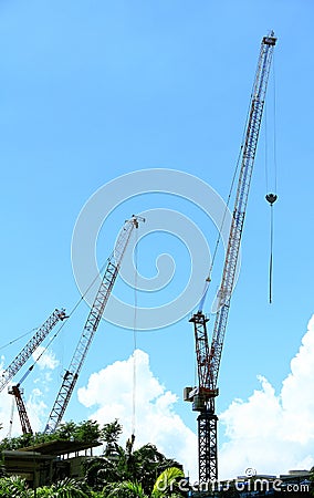 Three cranes Stock Photo