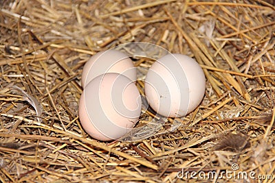 Three cream of chicken eggs in a nest on farm Stock Photo