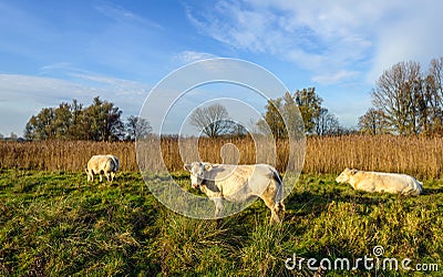 Three cream-colored cows grazing in a Dutch nature reserve Stock Photo