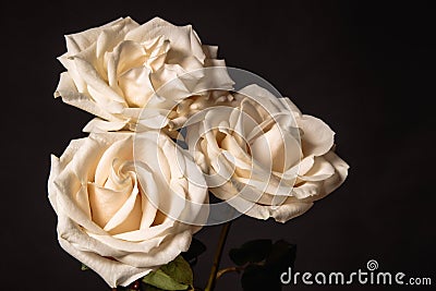 Three cream roses on dark background Stock Photo