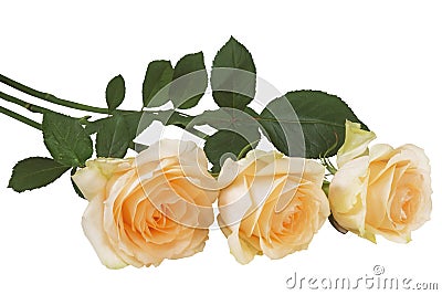 Three cream tea rose on a white background Stock Photo