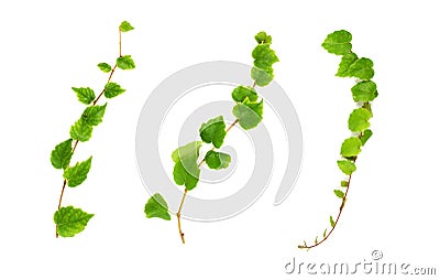 Three creeper branches Stock Photo