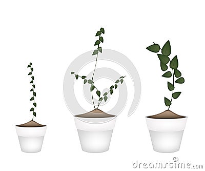 Three Creeper Plant in Ceramic Flower Pots Vector Illustration