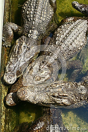 Three crocodiles Stock Photo