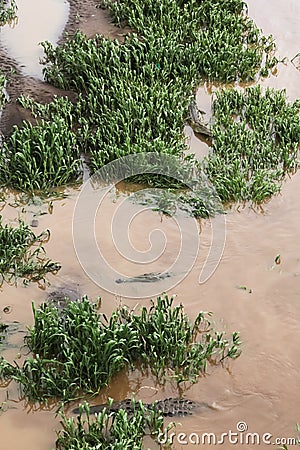 Three Crocodiles Stock Photo