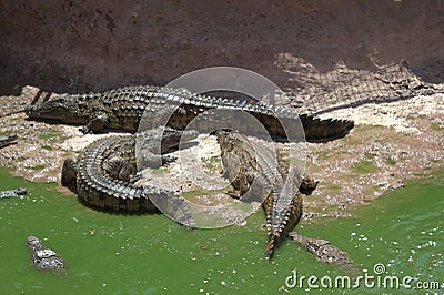 Three crocodiles out the river in North Africa Stock Photo