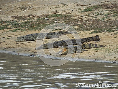 Three crocodiles rest on the riverbank Stock Photo
