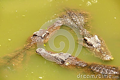 Three crocodiles in swamp Stock Photo