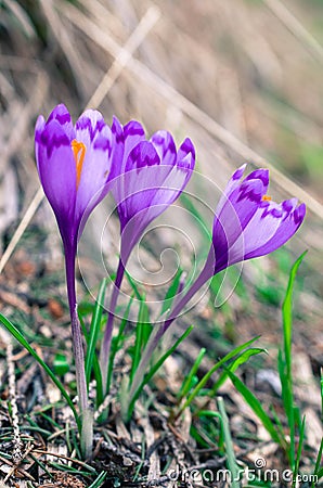 Pure flowers. Crocus Stock Photo