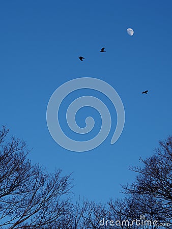 Three crows silhouetted against the moon as they fly over the forest Stock Photo