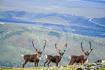 Three curious caribou Stock Photo