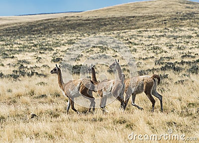 Three curious guanaco lamas in pampa Stock Photo