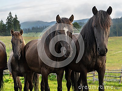 Three curious horses Stock Photo