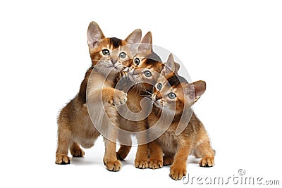 Three Cute Abyssinian Kitten Sitting on Isolated White Background Stock Photo
