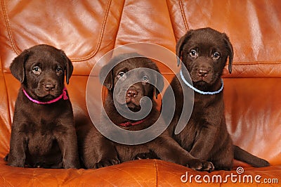 Three cute brown puppies Stock Photo