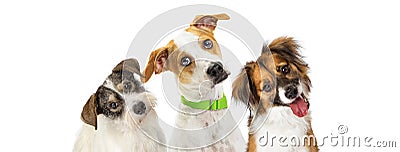 Three Cute Dogs Tilting Heads Looking Forward Stock Photo