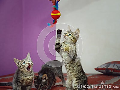 Three cute gray kittens are playing with a toy. Stock Photo