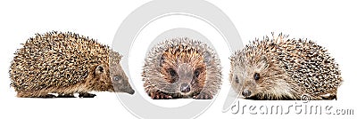 Three cute hedgehogs Stock Photo