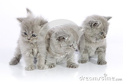 Three cute kittens Stock Photo