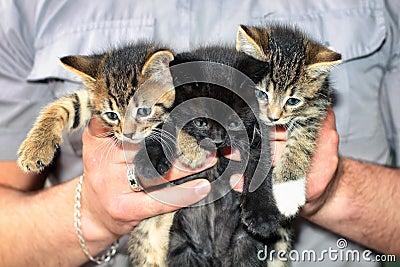 Three Cute Kittens in Male Hands. Stock Photo