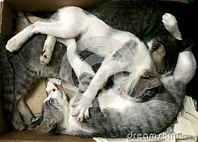 Three kittens sleeping together in box Stock Photo