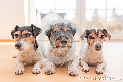 Three cute little Jack Russell Terrier dogs lie obediently side by side on the floor in the apartment at home Stock Photo