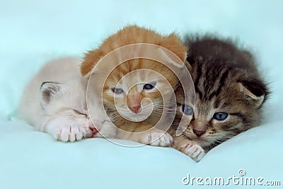 Three Little Kittens Over Blue Background. Stock Photo