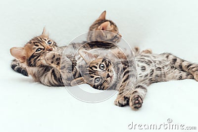 Three cute bengal kittens laying on a furry white blanket. Stock Photo