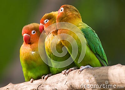 The Three Lovebirds Stock Photo