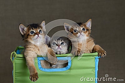 Three cute somali kittens on a grey backround Stock Photo