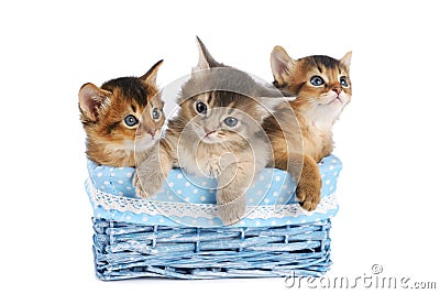 Three cute somali kittens isolated on white background Stock Photo