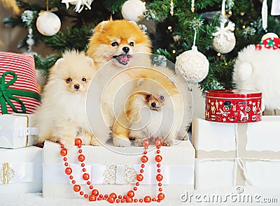 Three cute spitz dogs puppies under Christmas tree Stock Photo