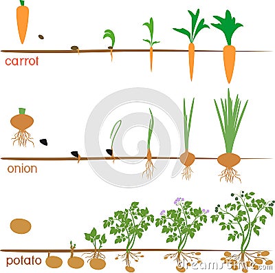 Three cycles of growth of agricultural plants Stock Photo