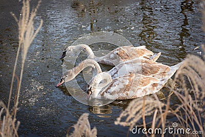 Three Cygnets Young Swans Feeding In A Frozen Pond Stock Photo