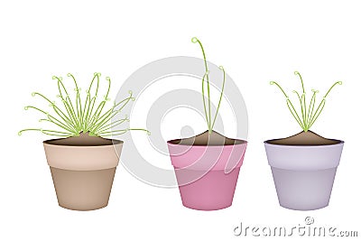 Three Cyperus Papyrus Plant in Ceramic Flower Pots Vector Illustration