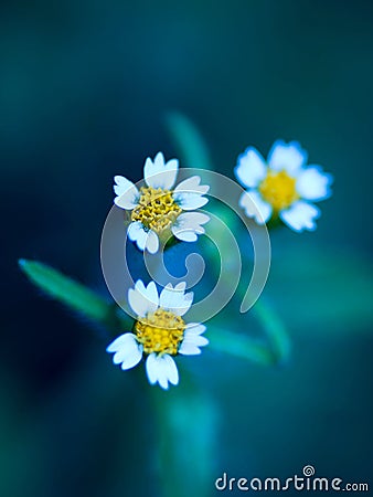 Three daisies Stock Photo