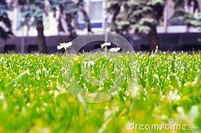 Three daisies in a meadow of grass close up Stock Photo